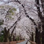 青山墓地の桜のトンネルです
